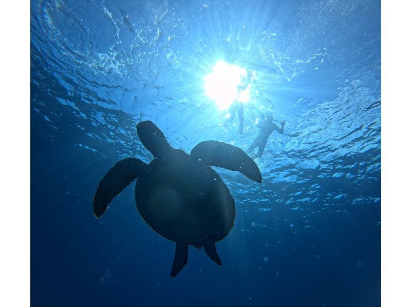 マリンショップしまじかん のギャラリー