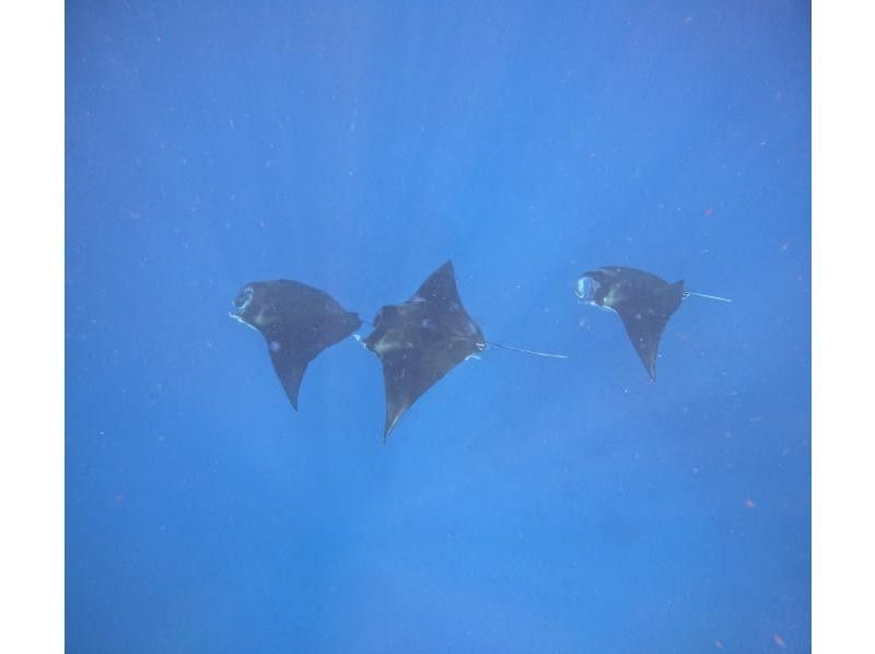 マリンショップしまじかん のギャラリー