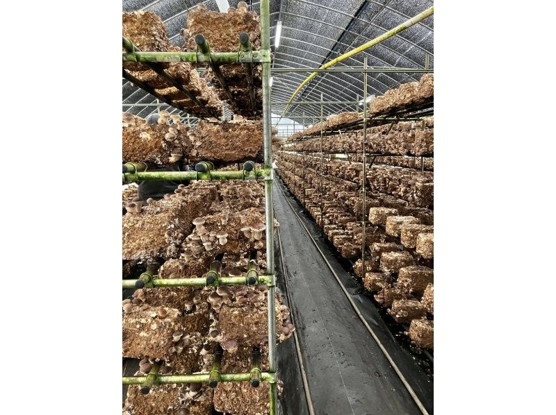 八ヶ岳エナジーファーム　いちご畑としいたけの森 のギャラリー