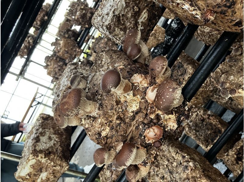 八ヶ岳エナジーファーム　いちご畑としいたけの森 のギャラリー