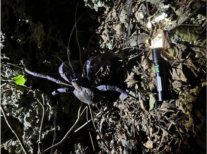 元気玉 のギャラリー