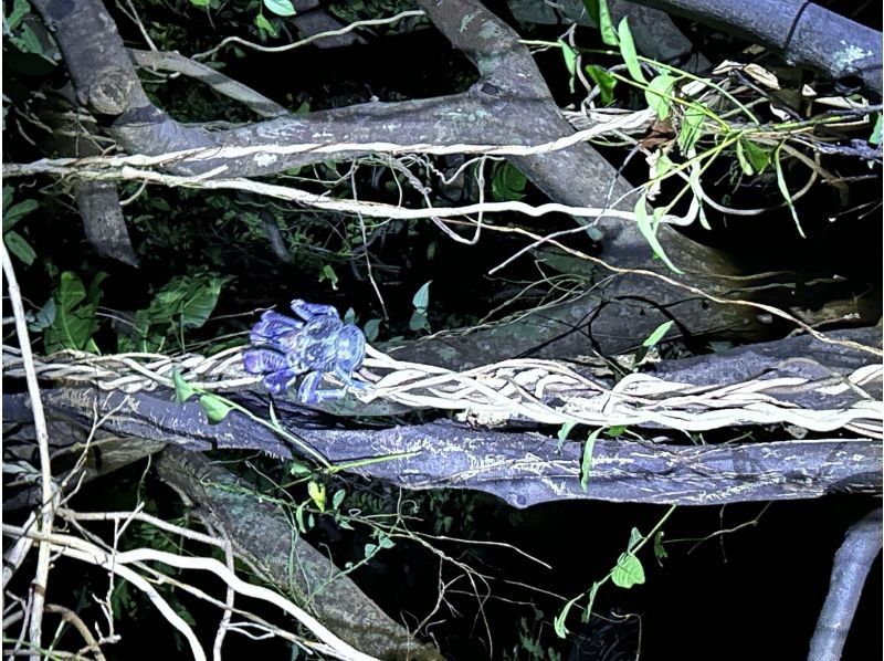 元気玉 のギャラリー