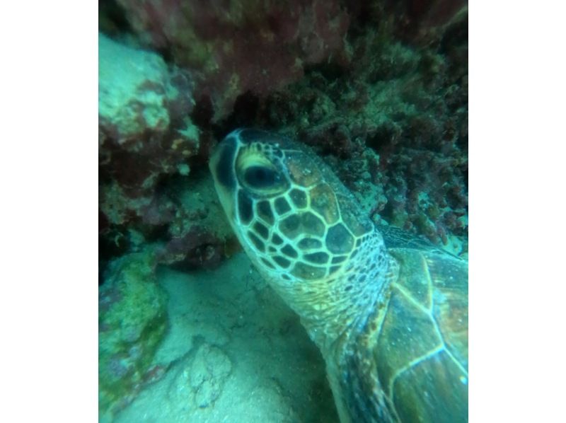 マーレ石垣島 のギャラリー