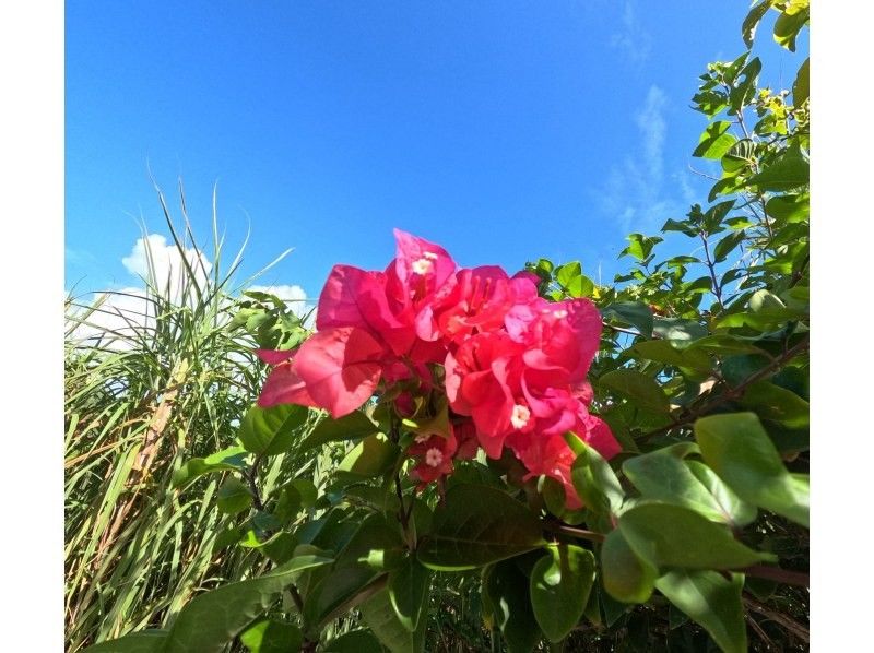 宮古島 ADVENTURE PiPi（ピピ） のギャラリー