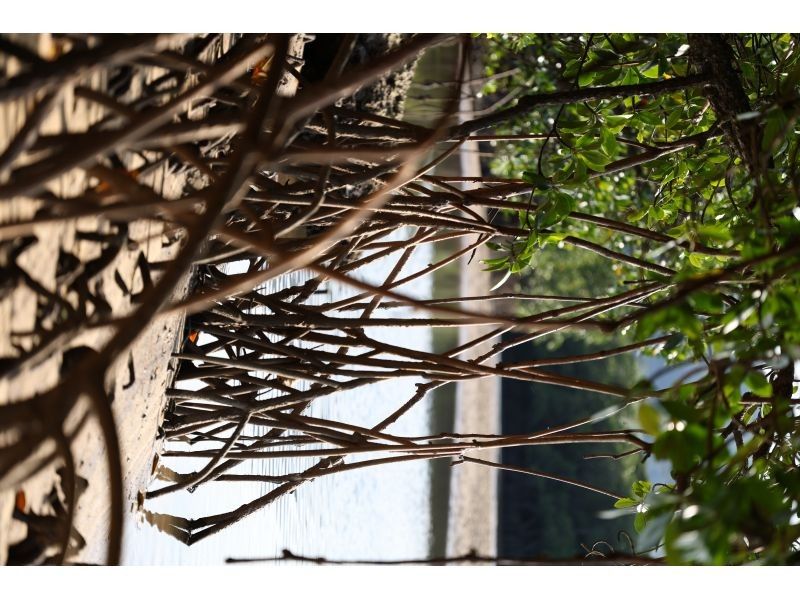 石垣島アクティビティクラブ のギャラリー