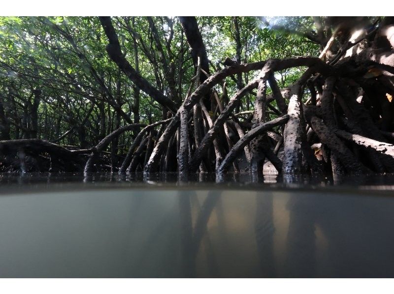 石垣島アクティビティクラブ のギャラリー