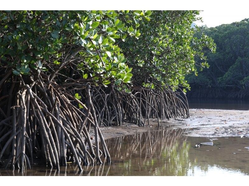 石垣島アクティビティクラブ のギャラリー