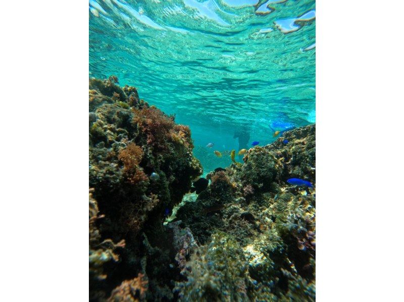 沖縄ダイビングショップシーモール のギャラリー