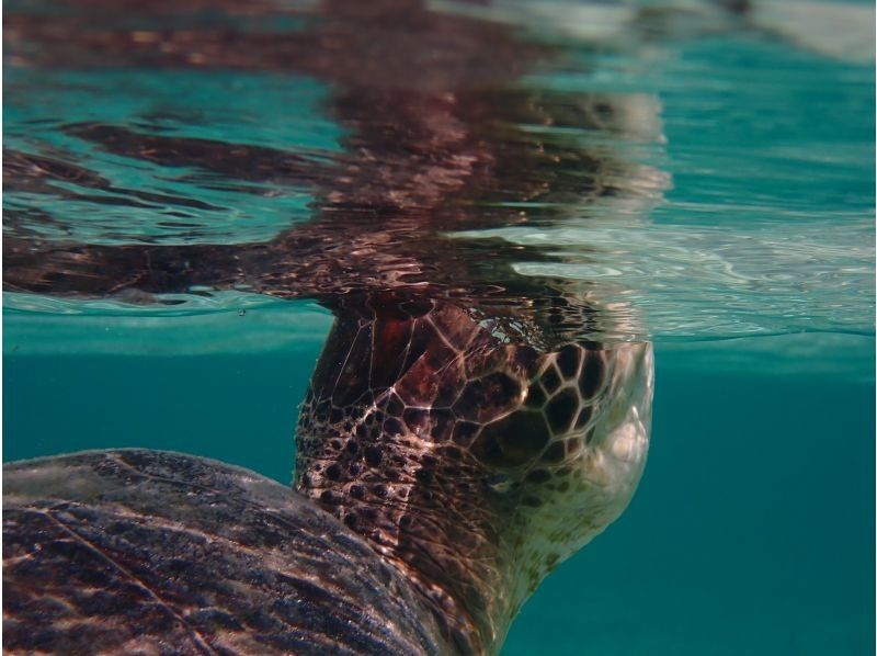 宮古blueまほろば のギャラリー