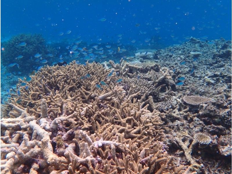 Marlin宮古島 のギャラリー