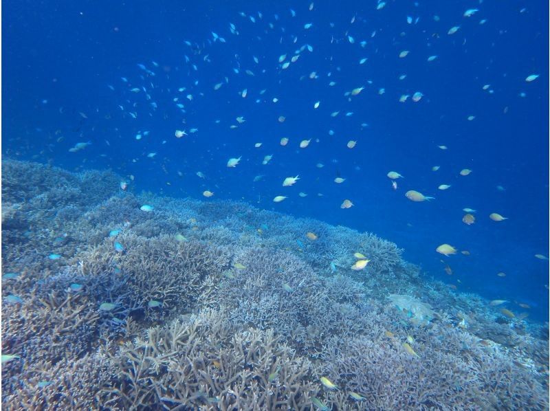 Marlin宮古島 のギャラリー