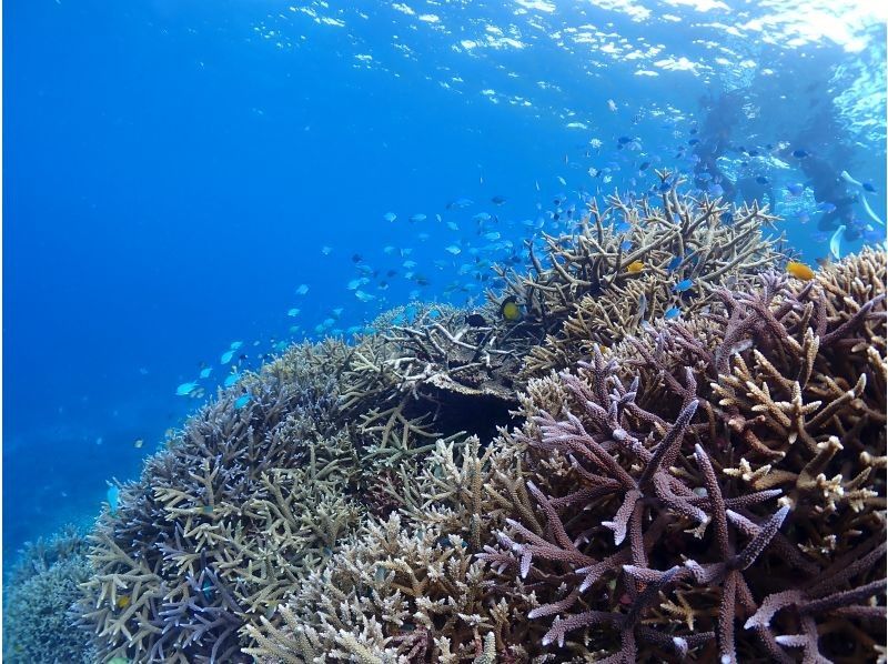 Marlin宮古島 のギャラリー