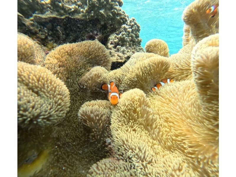 OCEAN LIFE のギャラリー