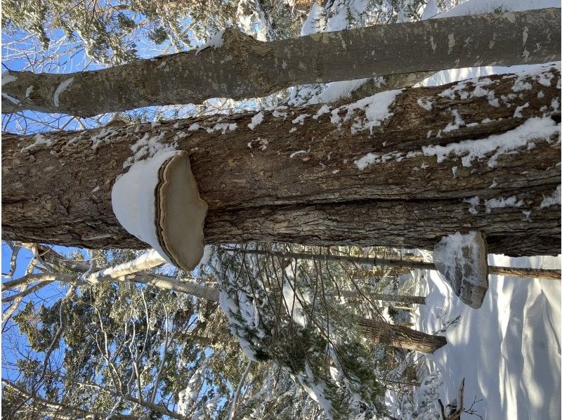 知床ネイチャーガイド星の時間(Starhours) のギャラリー