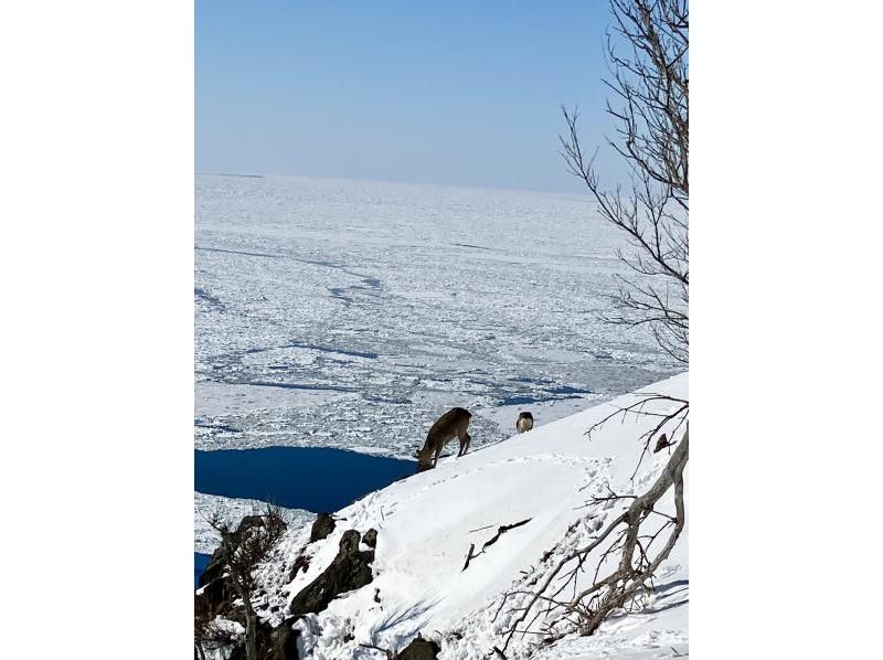 知床ネイチャーガイド星の時間(Starhours) のギャラリー