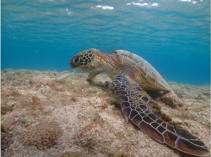 SUNSHINE MARIN 宮古島 のギャラリー