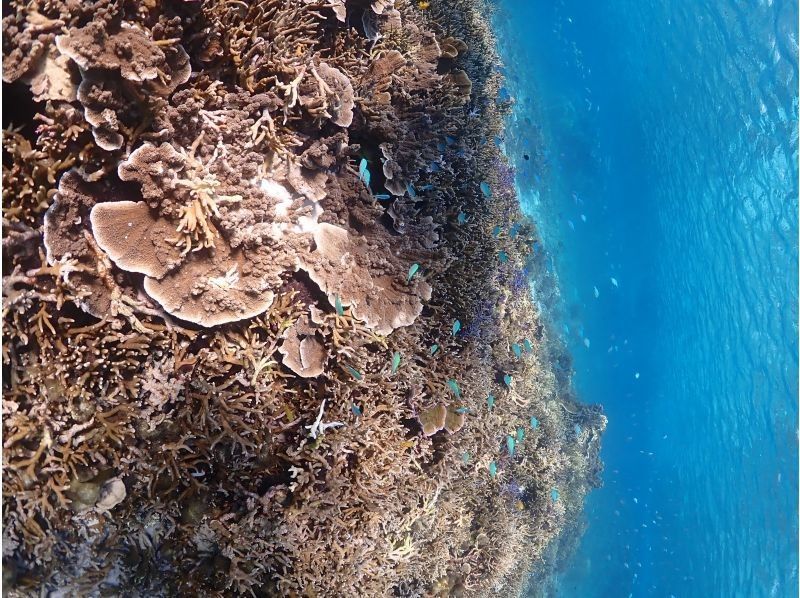 SUNSHINE MARIN 宮古島 のギャラリー