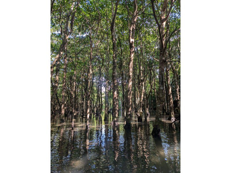 石垣島グランピングリゾートStarOcean のギャラリー