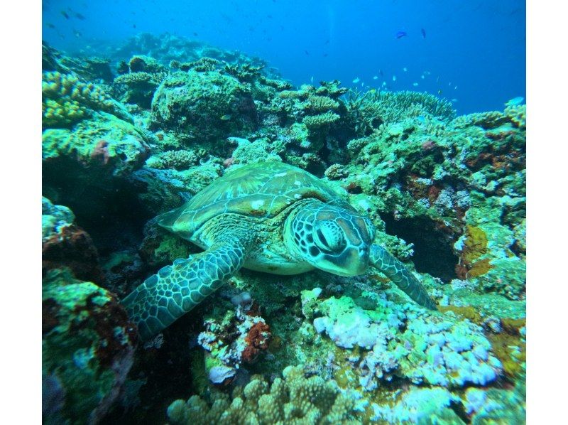 マーレ石垣島 のギャラリー