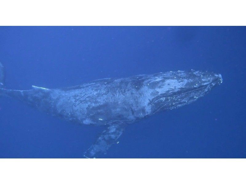 沖縄ダイビングサービス潜水屋 のギャラリー