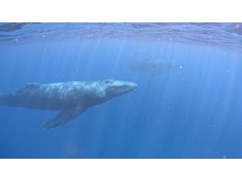 沖縄ダイビングサービス潜水屋 のギャラリー