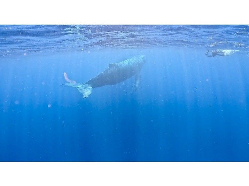 沖縄ダイビングサービス潜水屋 のギャラリー