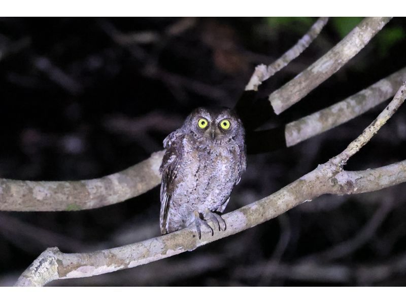 奄美オリジナルサービス のギャラリー