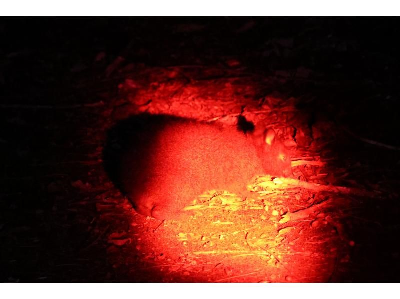 奄美オリジナルサービス のギャラリー