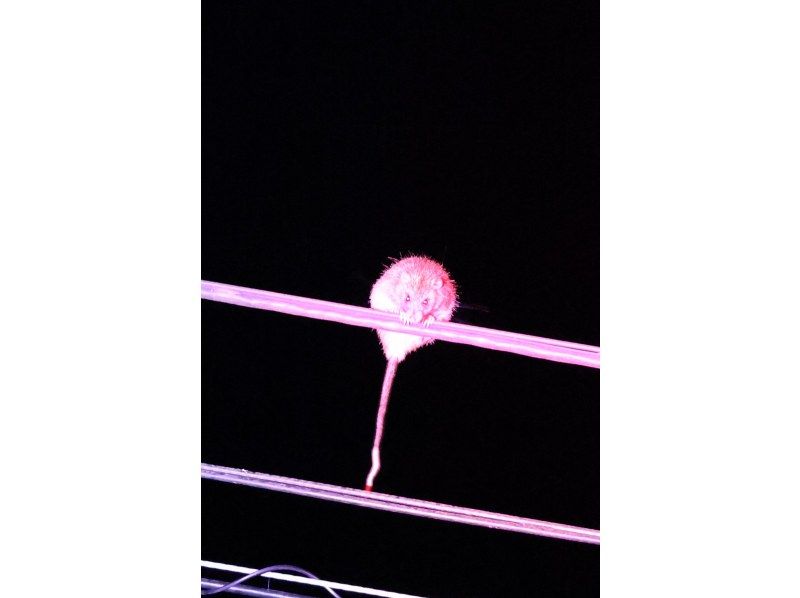 奄美オリジナルサービス のギャラリー