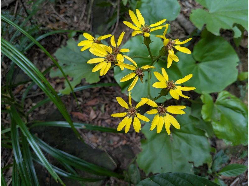 西表島カヌーツアー風車 のギャラリー