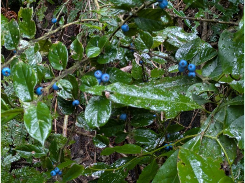 西表島カヌーツアー風車 のギャラリー