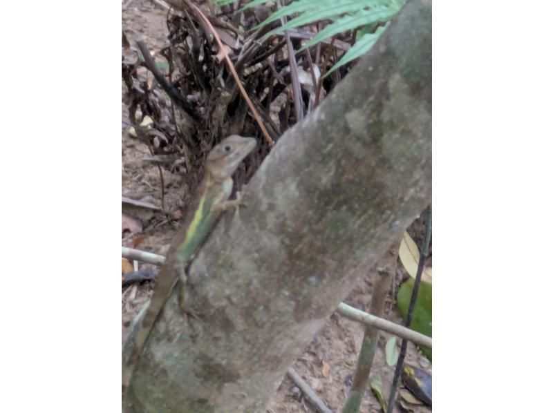 西表島カヌーツアー風車 のギャラリー