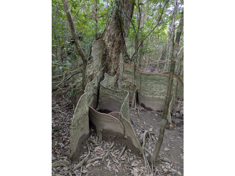 西表島カヌーツアー風車 のギャラリー