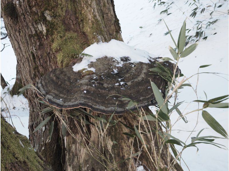 株式会社日光自然博物館 のギャラリー