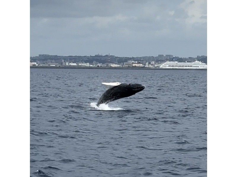 サウスtoサウス(South to South) のギャラリー