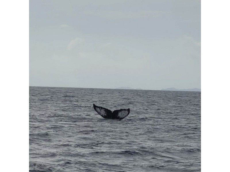 サウスtoサウス(South to South) のギャラリー