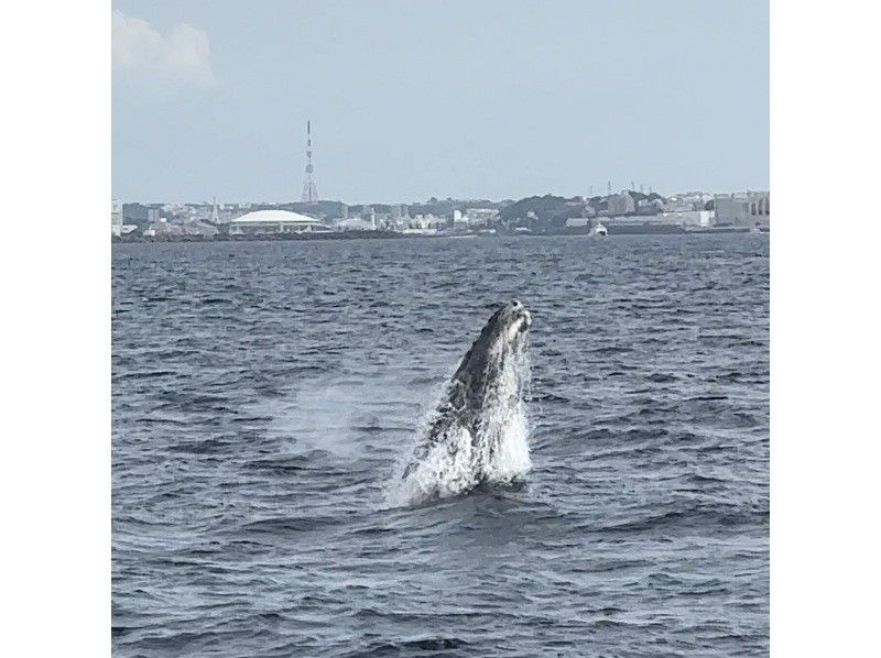 サウスtoサウス(South to South) のギャラリー