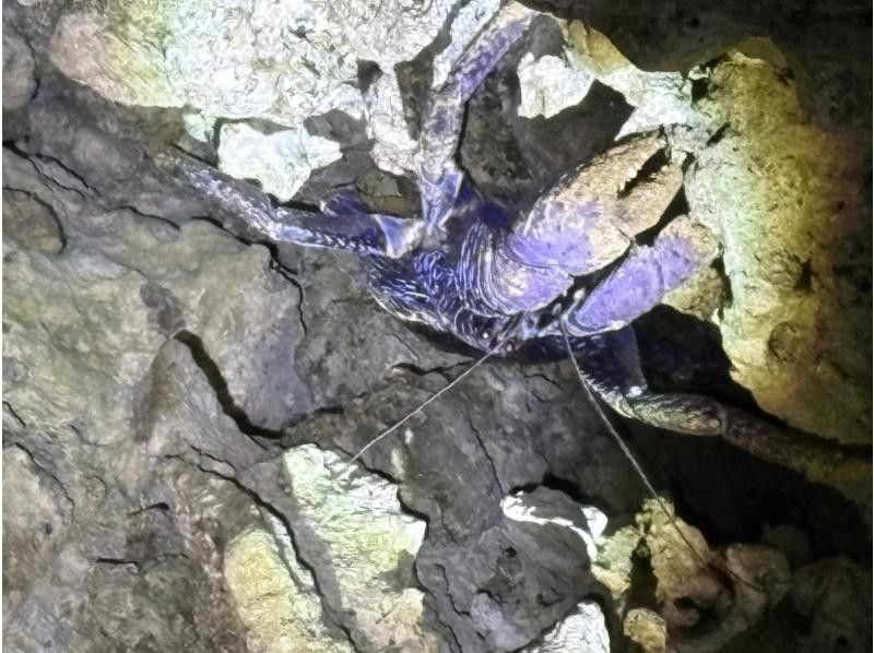 石垣島　ウミガメシュノーケル　マリンショップHAPPY のギャラリー