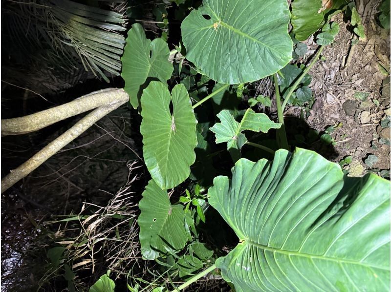 石垣島　ウミガメシュノーケル　マリンショップHAPPY のギャラリー