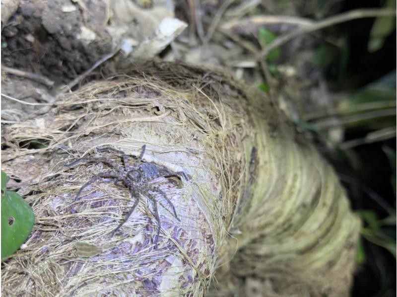 石垣島　ウミガメシュノーケル　マリンショップHAPPY のギャラリー