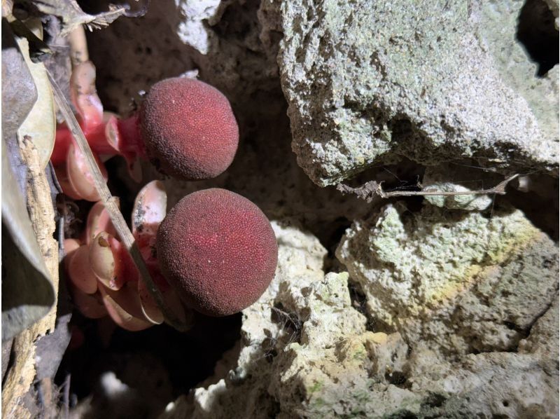 石垣島　ウミガメシュノーケル　マリンショップHAPPY のギャラリー