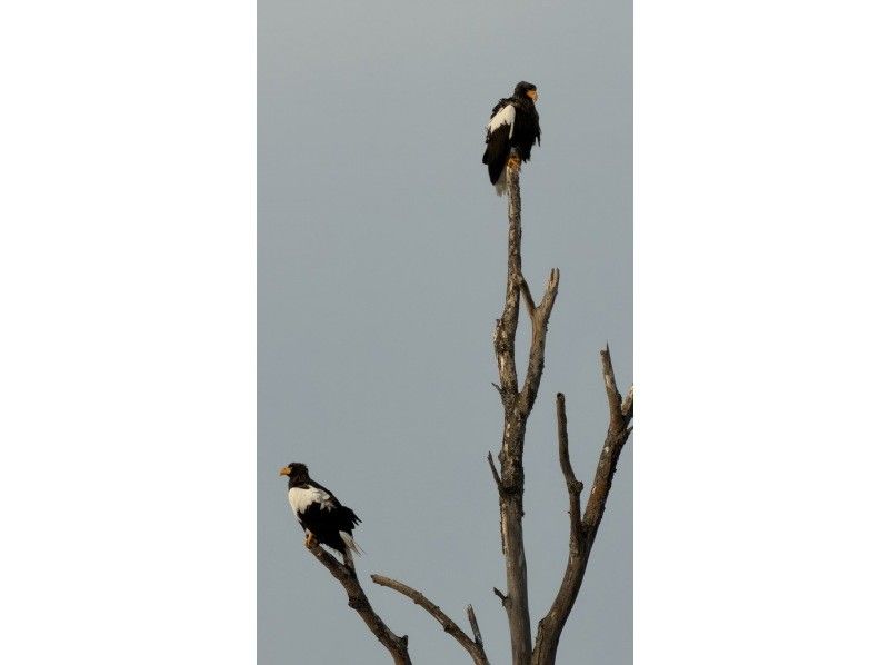 オールドプレイス のギャラリー