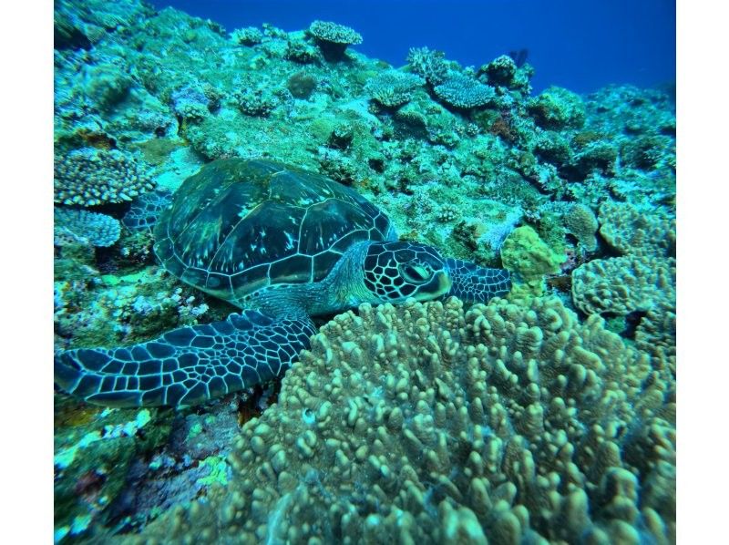 Tomorl のギャラリー