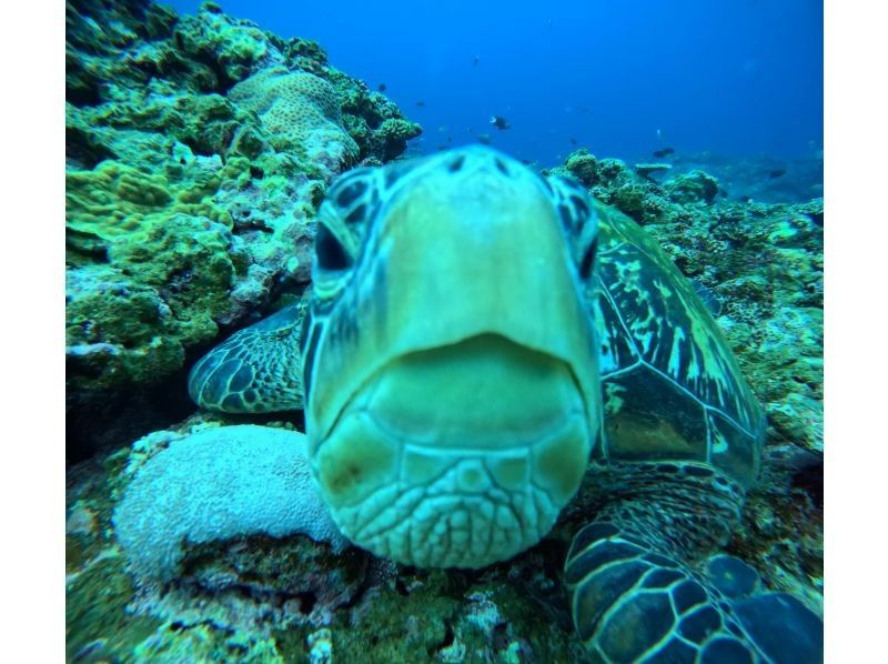 Tomorl のギャラリー