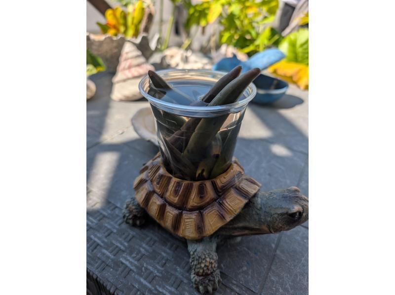 石垣島ツアーガイドAll Blue(オールブルー) のギャラリー