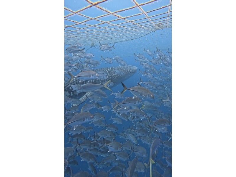 Simple marine service(シンプルマリンサービス) のギャラリー