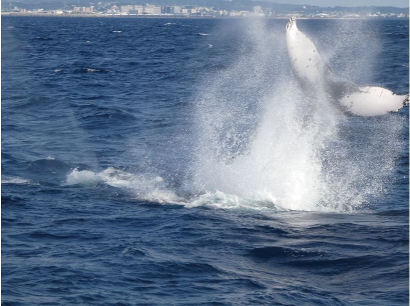 Sea World（シーワールド） のギャラリー