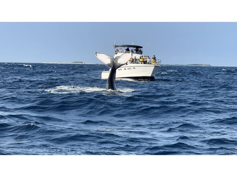 Sea World（シーワールド） のギャラリー