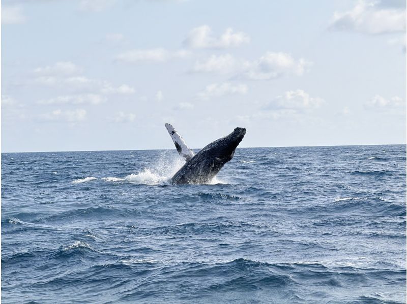 Sea World（シーワールド） のギャラリー