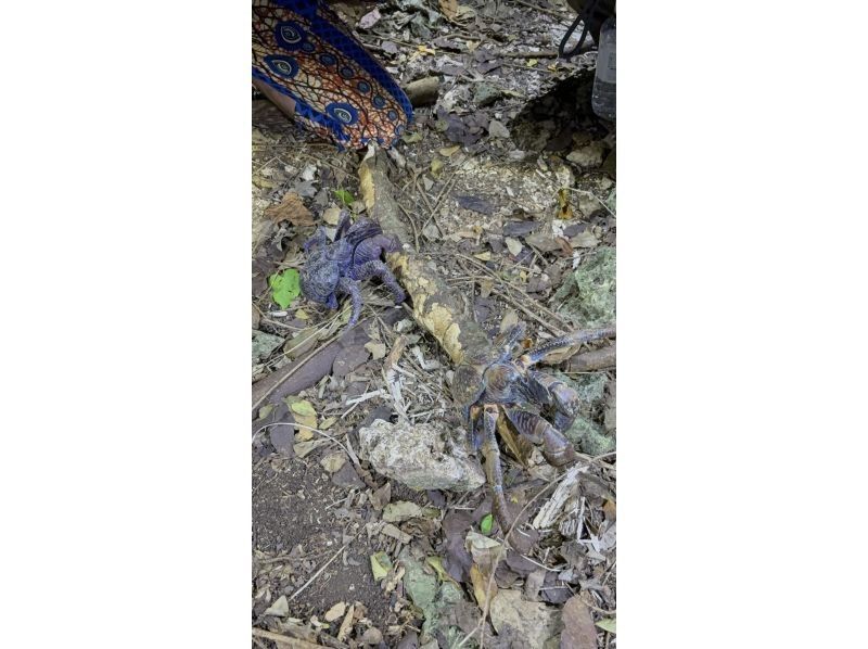 元気玉 のギャラリー